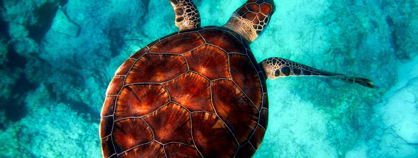 Sea Turtle